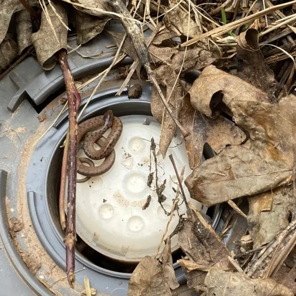 Olympic Pest & Termite Control, Inc. Picture 5