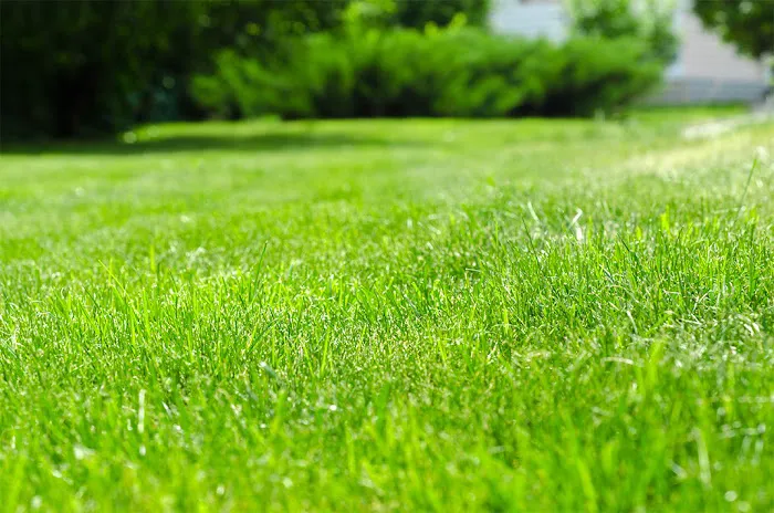 Top Turf Lawn Care and Pest Management Picture 7