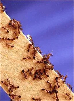 CRABAPPLE PEST CONTROL Picture 1