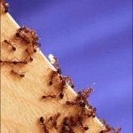 CRABAPPLE PEST CONTROL