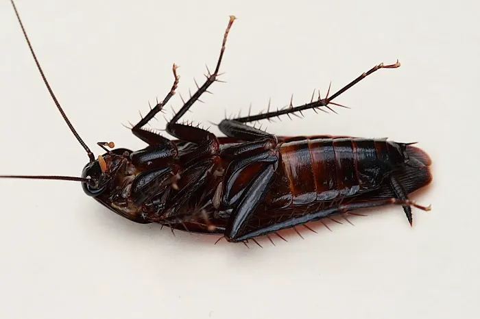 CRABAPPLE PEST CONTROL Picture 2