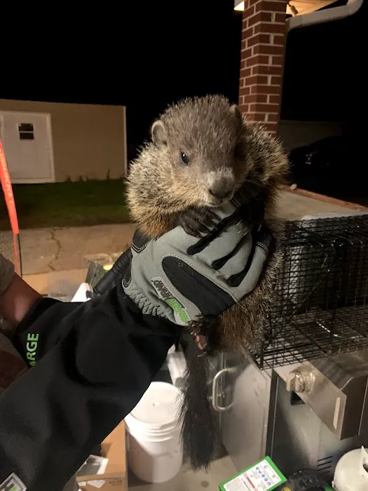 Precision Pest and Wildlife Removal of Anderson County Picture 6