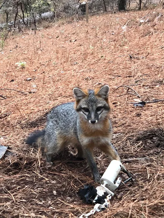 Precision Pest and Wildlife Removal of Anderson County Picture 2