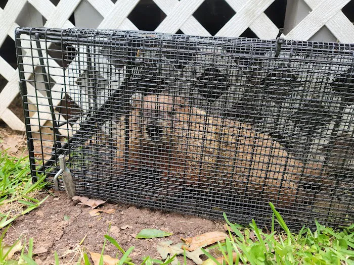 Precision Pest and Wildlife Removal of Anderson County Picture 7