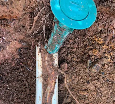 Massey Services Pest Control Picture 7