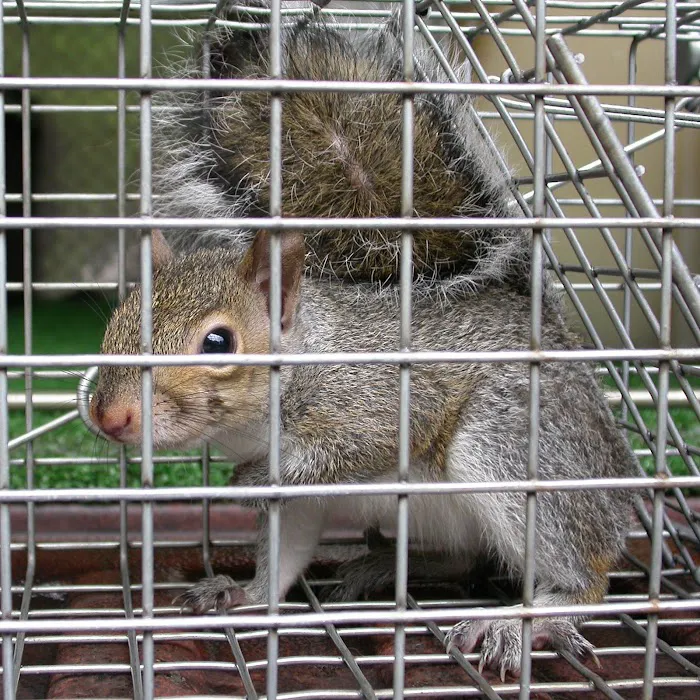 SurGuard Exterminating Inc Picture 9