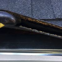 SurGuard Exterminating Inc ico