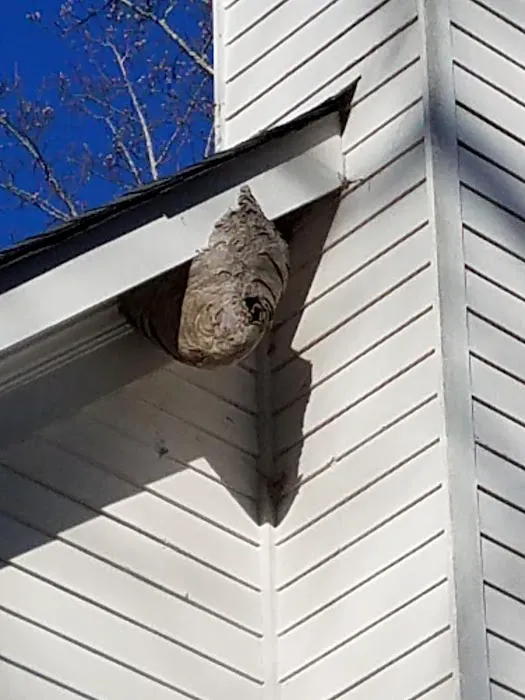 SurGuard Exterminating Inc Picture 2
