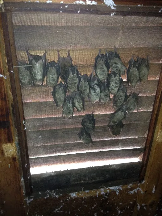 SurGuard Exterminating Inc Picture 7