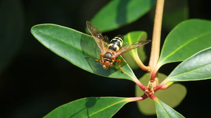 Canton Termite & Pest Control Picture 4