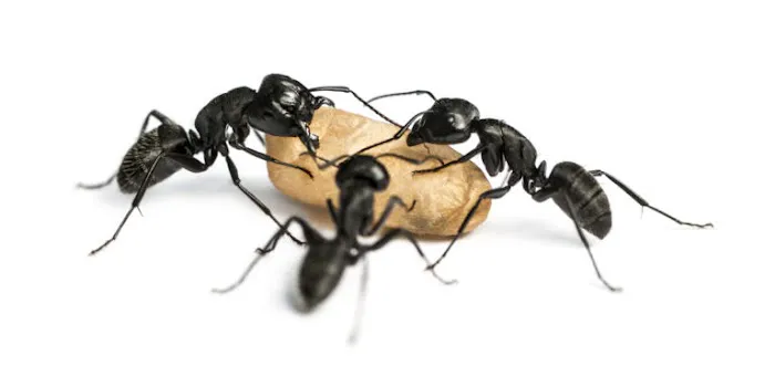 Canton Termite & Pest Control Picture 2