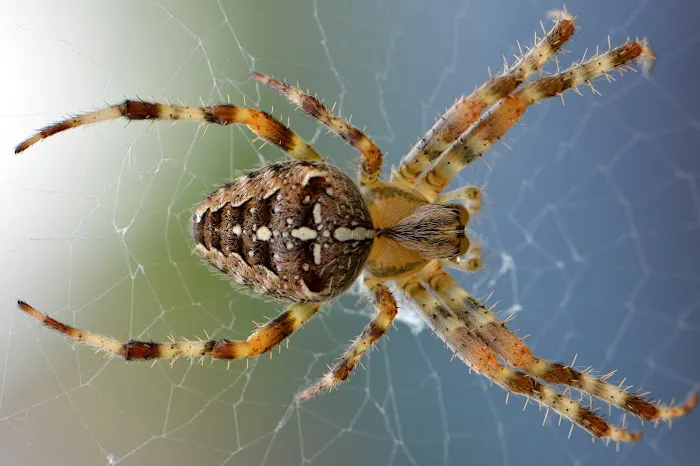 Halliday Pest Control Picture 5