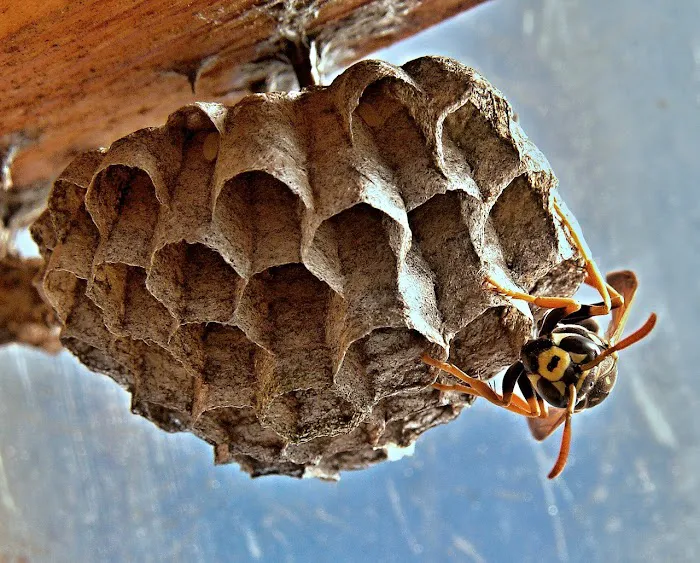 Halliday Pest Control Picture 8