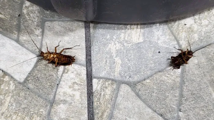 Halliday Pest Control Picture 9