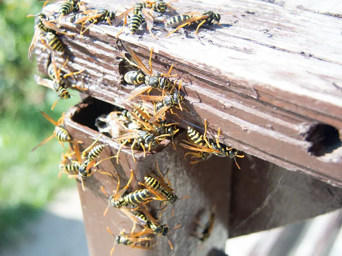 Halliday Pest Control Picture 10
