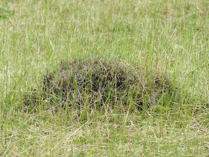 Halliday Pest Control Picture 3