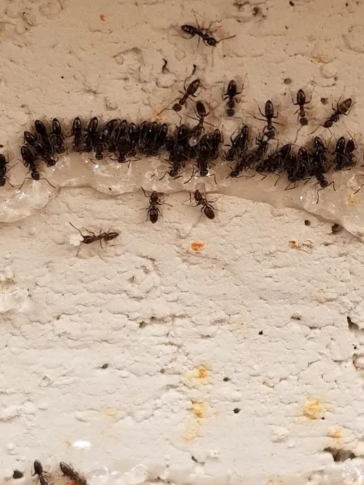 Protector Pest Solutions Picture 9