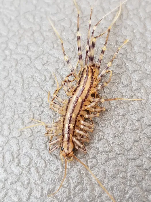 Protector Pest Solutions Picture 10