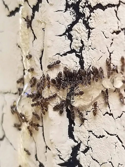 Protector Pest Solutions Picture 2