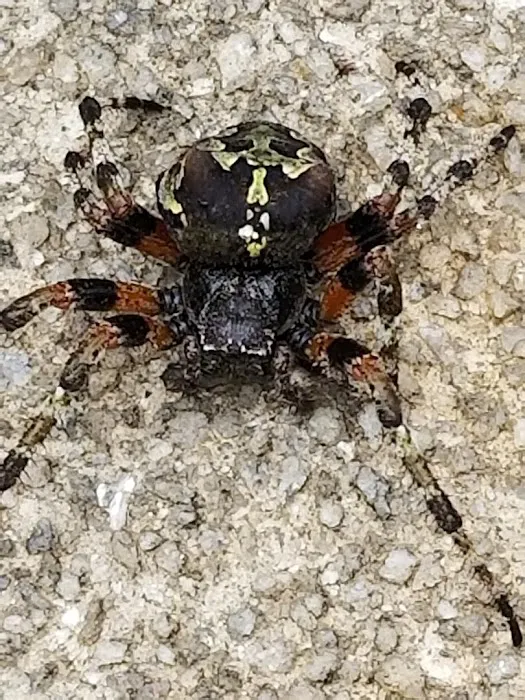 Protector Pest Solutions Picture 4