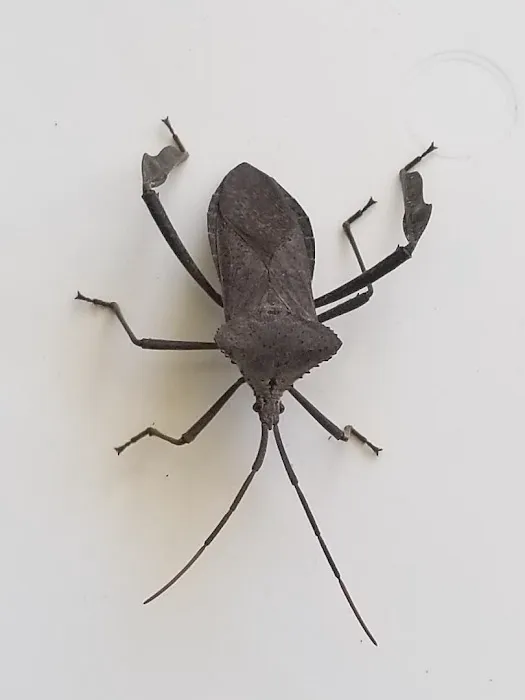 Protector Pest Solutions Picture 1