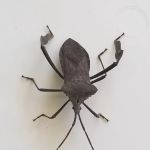 Protector Pest Solutions