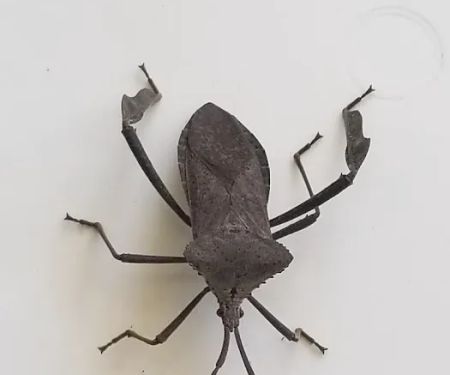 Protector Pest Solutions