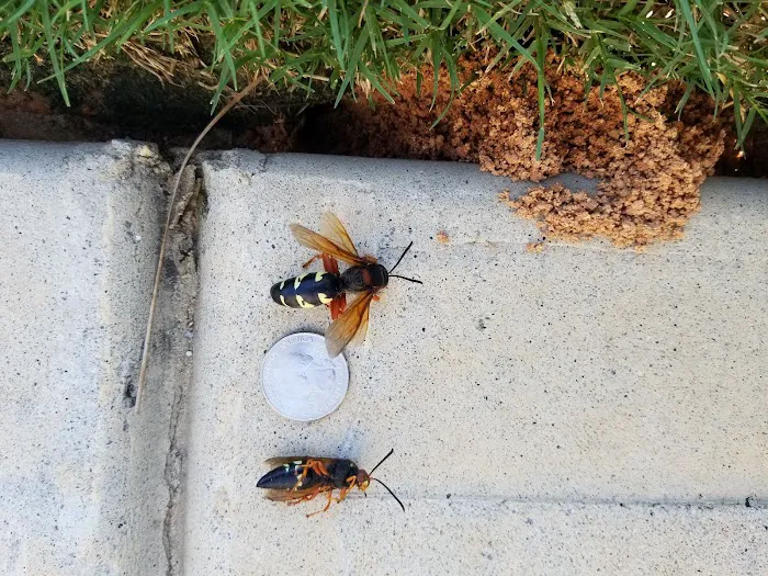 Protector Pest Solutions Picture 5