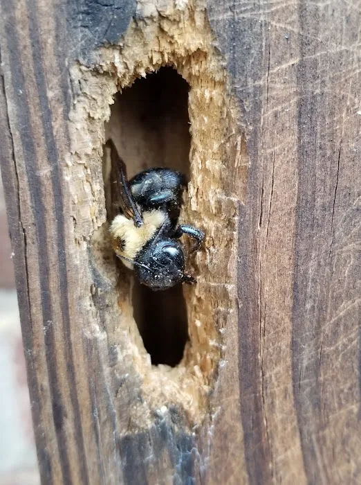 Protector Pest Solutions Picture 8