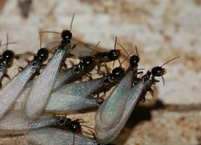 Stewart Services Pest Control Picture 2