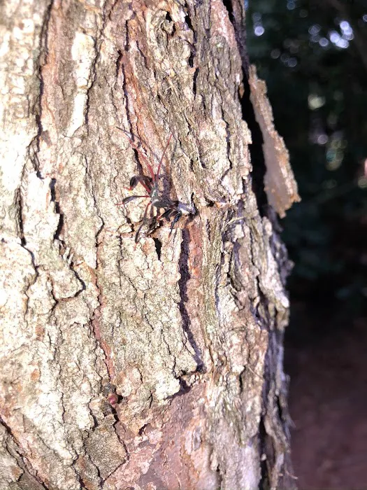 Honest Pest Solutions, LLC Picture 6