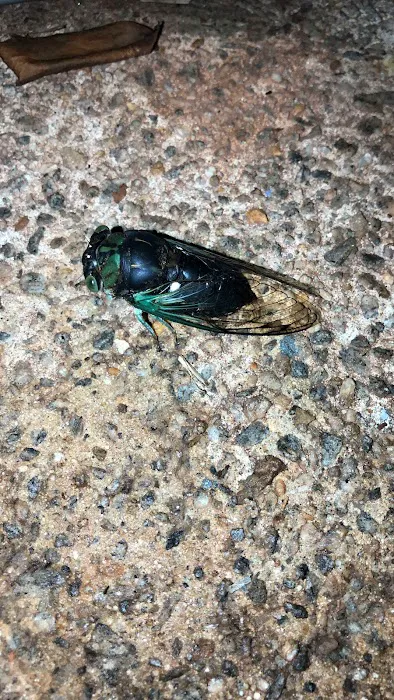 Honest Pest Solutions, LLC Picture 3