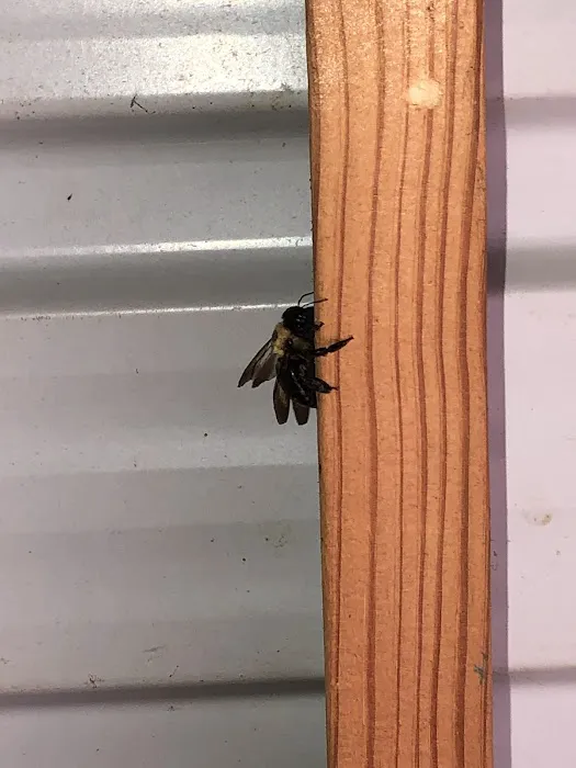 Honest Pest Solutions, LLC Picture 7