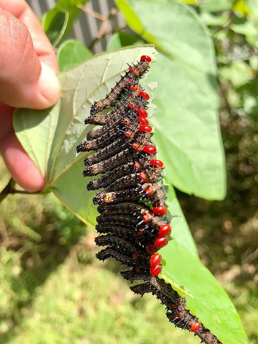 Honest Pest Solutions, LLC Picture 2