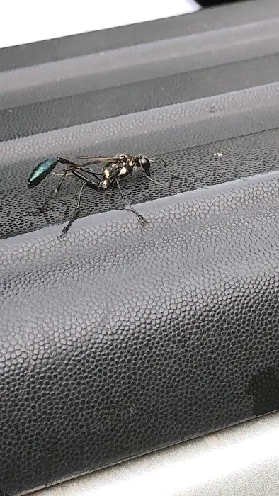 Honest Pest Solutions, LLC Picture 5