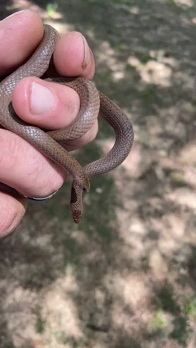 Honest Pest Solutions, LLC Picture 1