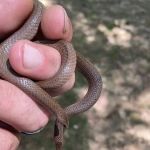 Honest Pest Solutions, LLC