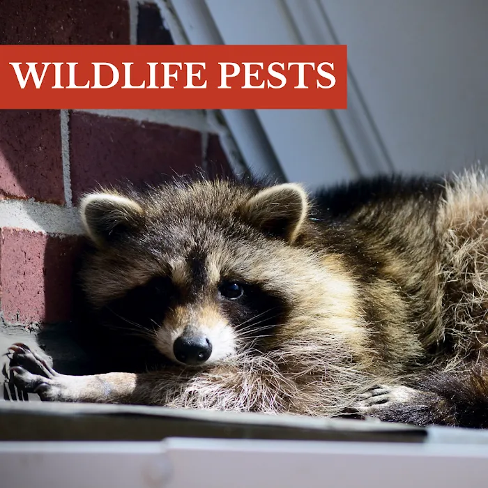 Inspect-All Pest Services Picture 4