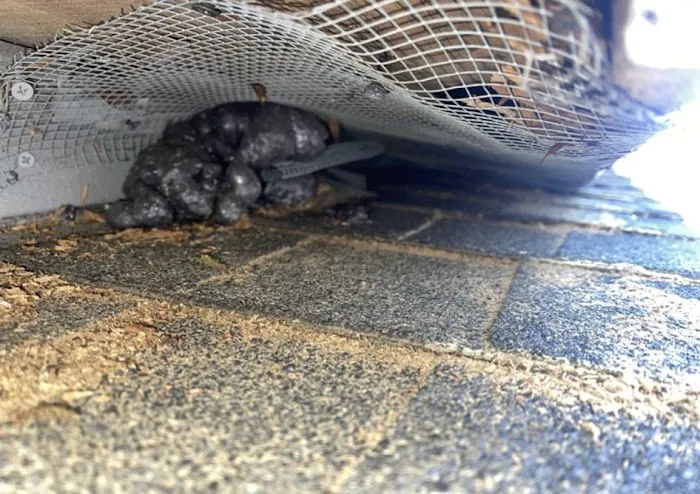 Inspect-All Pest Services Picture 8