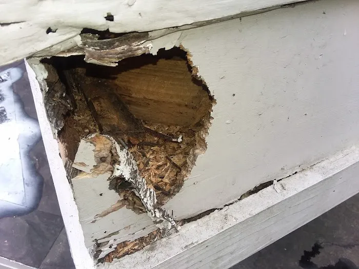 Wildlife Removal Specialist of Atlanta Picture 5