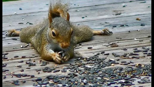 Wildlife Removal Specialist of Atlanta Picture 6