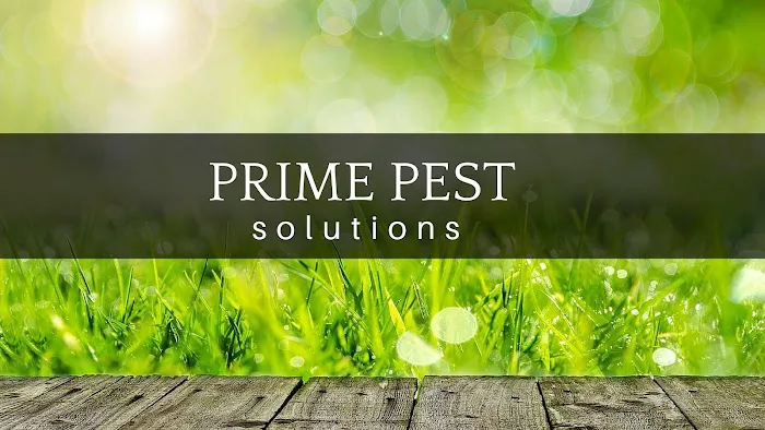 Prime Pest Solutions Picture 4