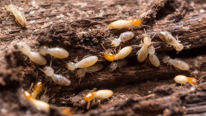 Proactive Pest Control Picture 7