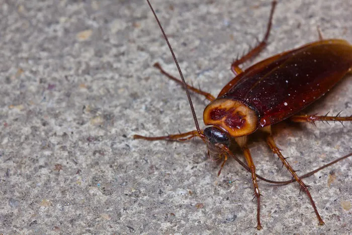 Proactive Pest Control Picture 10