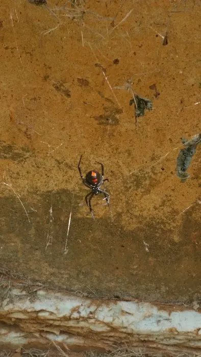 Proactive Pest Control Picture 8