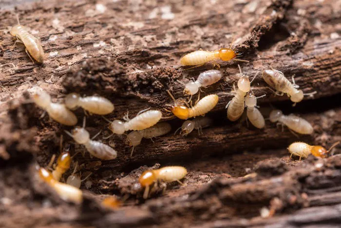 Proactive Pest Control Picture 6