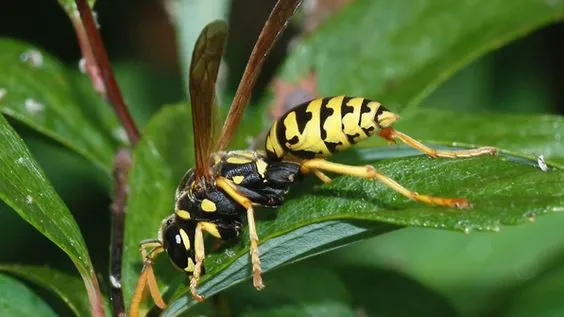 Kopex Pest Control Picture 1