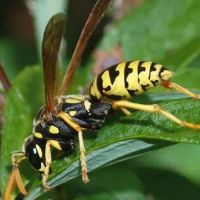 Kopex Pest Control ico