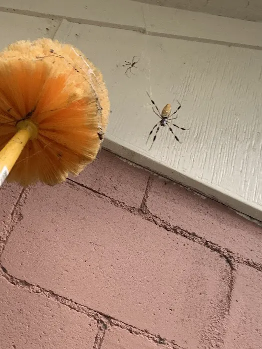 Kopex Pest Control Picture 8