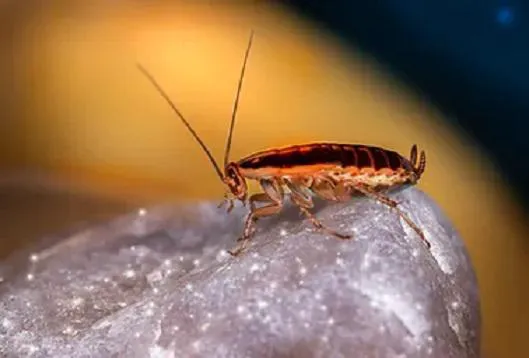 Kopex Pest Control Picture 5
